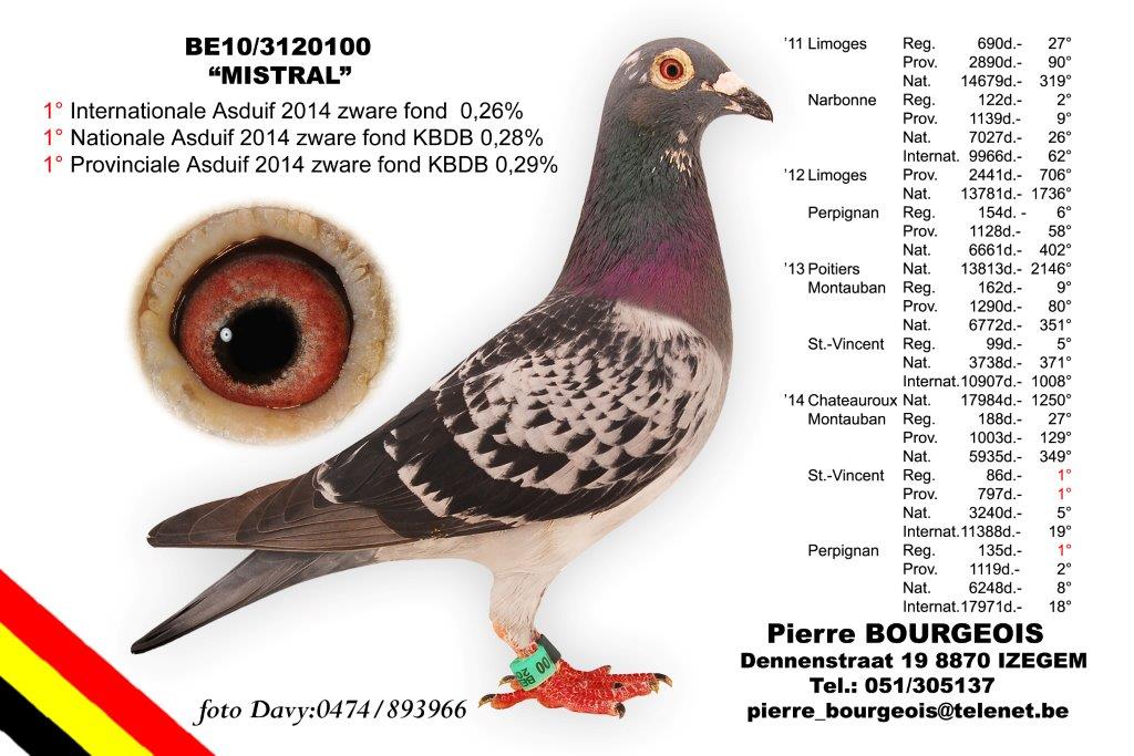 1e As Pigeon National du Grand Fond 2014 "Pierre Mistral" vert 'The BRICON Loft'!