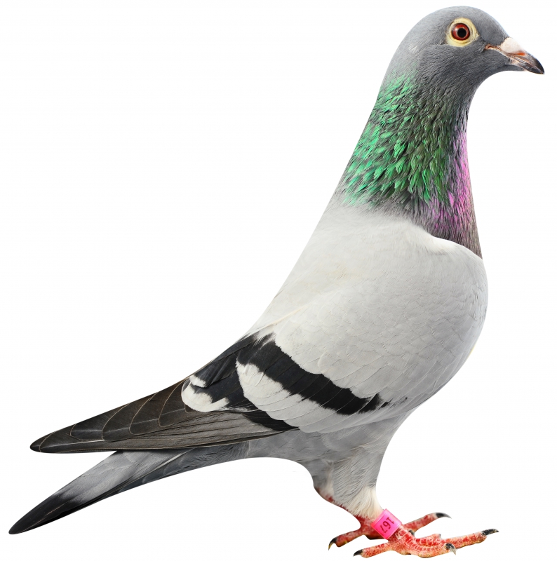 Gladys