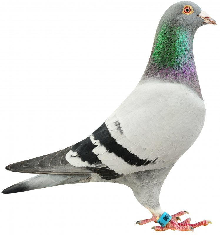 Speedy ACE